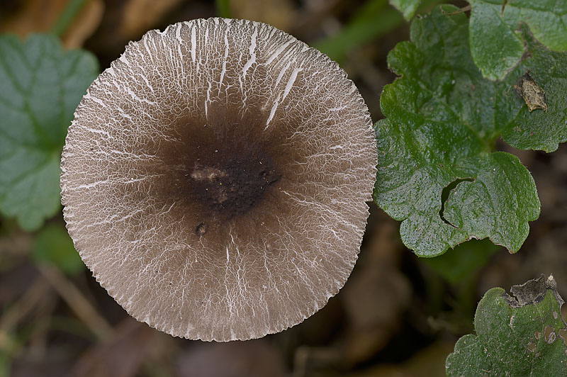 Pluteus cf diettrichii